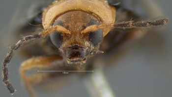 Media type: image; Entomology 18446   Aspect: head frontal view